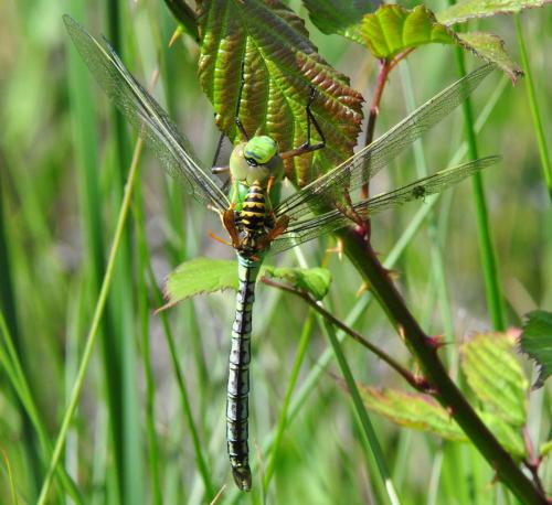 Anax imperator